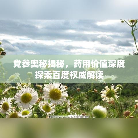 党参奥秘揭秘，药用价值深度探索百度权威解读