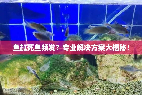 鱼缸死鱼频发？专业解决方案大揭秘！