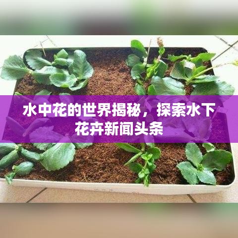 水中花的世界揭秘，探索水下花卉新闻头条