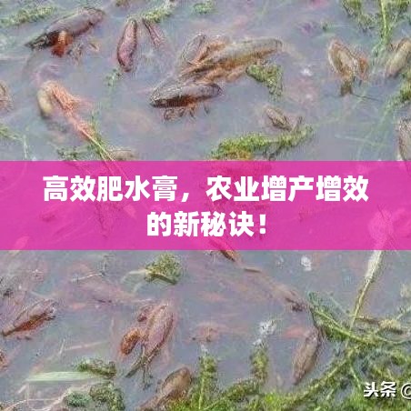 高效肥水膏，农业增产增效的新秘诀！