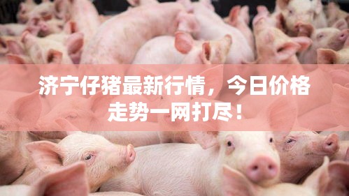 济宁仔猪最新行情，今日价格走势一网打尽！