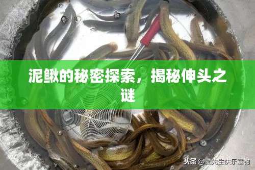 泥鳅的秘密探索，揭秘伸头之谜