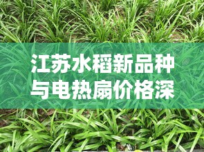 江苏水稻新品种与电热扇价格深度解析，最新资讯一网打尽！