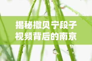 比翼鸟