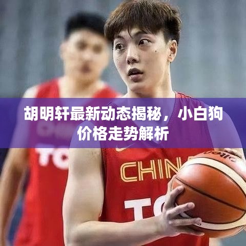 胡明轩最新动态揭秘，小白狗价格走势解析