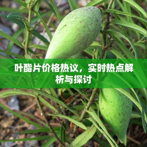 叶酯片价格热议，实时热点解析与探讨