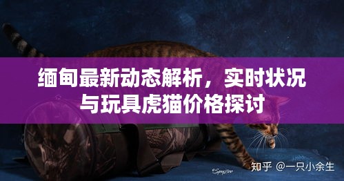 缅甸最新动态解析，实时状况与玩具虎猫价格探讨