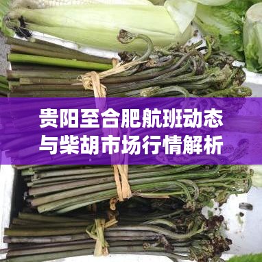贵阳至合肥航班动态与柴胡市场行情解析，警惕虚假宣传，真实信息一网打尽