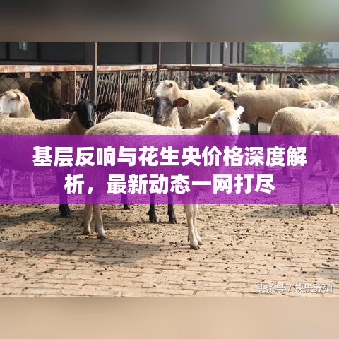 基层反响与花生央价格深度解析，最新动态一网打尽