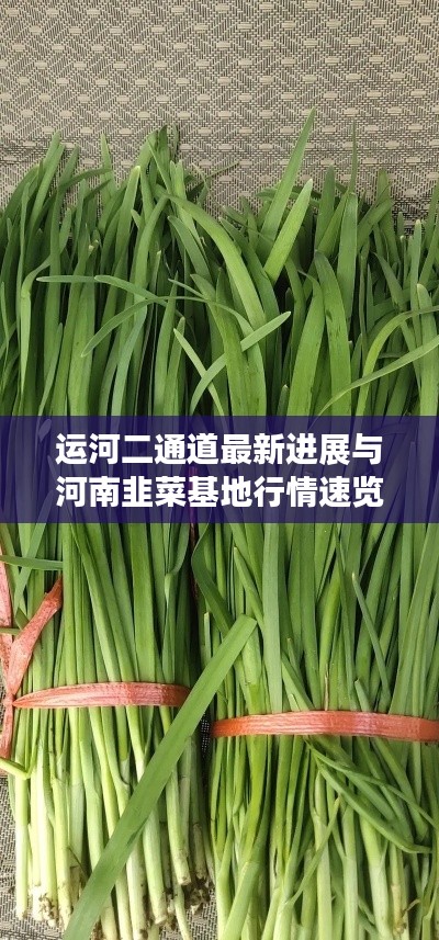 运河二通道最新进展与河南韭菜基地行情速览