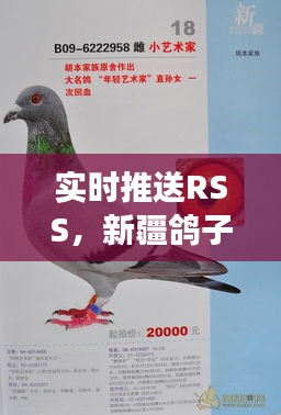实时推送RSS，新疆鸽子价格深度解析及指导——最新行情，专业解读