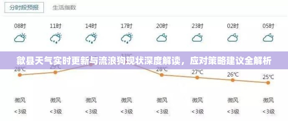歙县天气实时更新与流浪狗现状深度解读，应对策略建议全解析