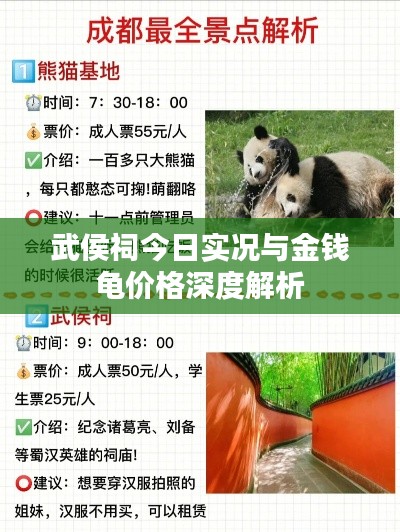 武侯祠今日实况与金钱龟价格深度解析