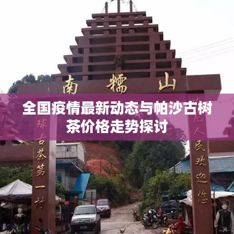 全国疫情最新动态与帕沙古树茶价格走势探讨