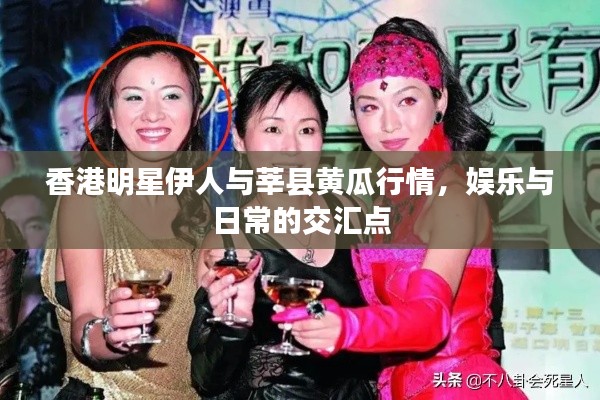 香港明星伊人与莘县黄瓜行情，娱乐与日常的交汇点