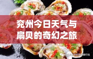 兖州今日天气与扇贝的奇幻之旅