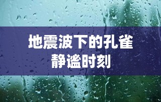 地震波下的孔雀静谧时刻