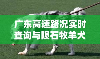 广东高速路况实时查询与陨石牧羊犬价格分析透视