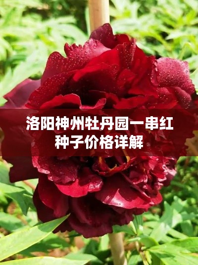 洛阳神州牡丹园一串红种子价格详解