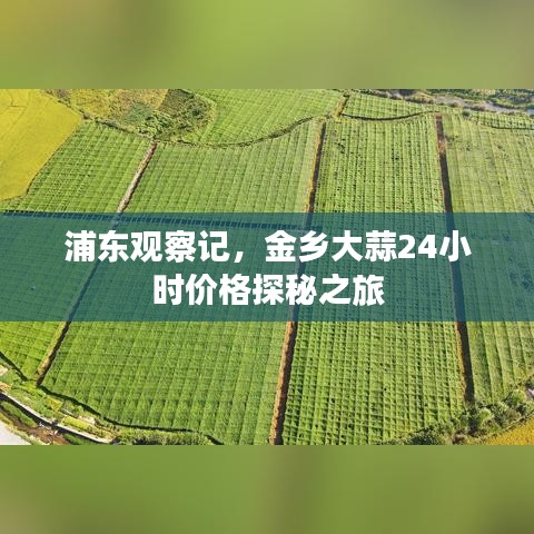 浦东观察记，金乡大蒜24小时价格探秘之旅