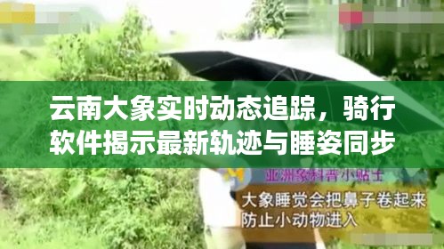 云南大象实时动态追踪,骑行软件揭示最新轨迹与睡姿同步更新
