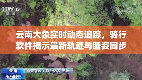 云南大象实时动态追踪,骑行软件揭示最新轨迹与睡姿同步更新