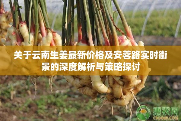 关于云南生姜最新价格及安蓉路实时街景的深度解析与策略探讨