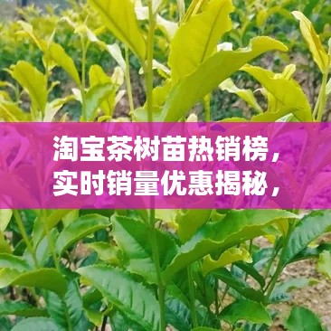 淘宝茶树苗热销榜,实时销量优惠揭秘,新品种一览无余!