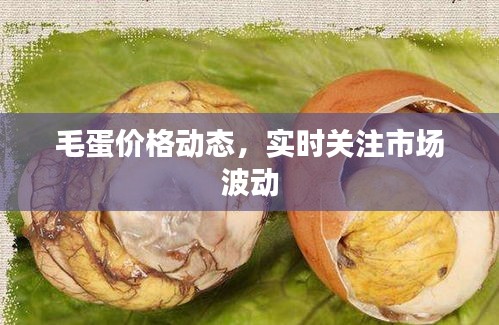 毛蛋价格动态,实时关注市场波动