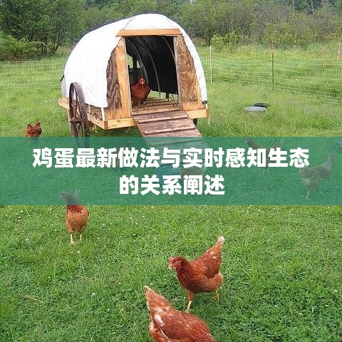 鸡蛋最新做法与实时感知生态的关系阐述