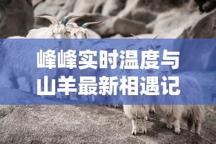 峰峰实时温度与山羊最新相遇记