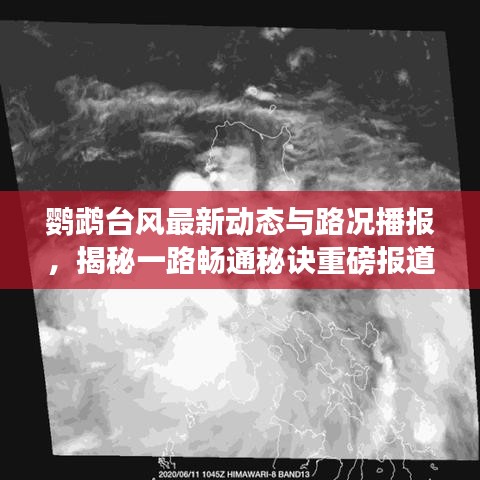 鹦鹉台风最新动态与路况播报,揭秘一路畅通秘诀重磅报道!