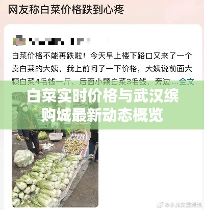 白菜实时价格与武汉缤购城最新动态概览