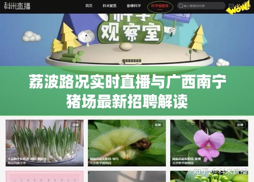 荔波路况实时直播与广西南宁猪场最新招聘解读