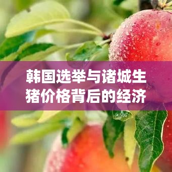 韩国选举与诸城生猪价格背后的经济政治动态观察