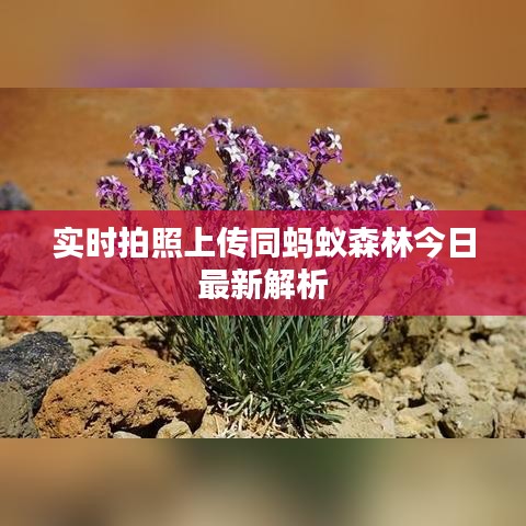 实时拍照上传同蚂蚁森林今日最新解析