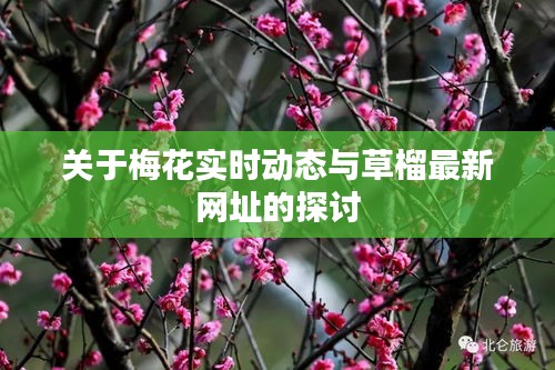关于梅花实时动态与草榴最新网址的探讨