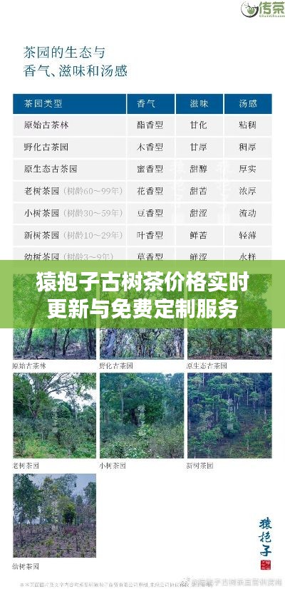 猿抱子古树茶价格实时更新与免费定制服务