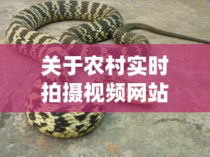 关于农村实时拍摄视频网站与松花蛇价格的探讨
