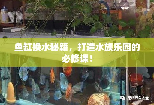 鱼缸换水秘籍,打造水族乐园的必修课!