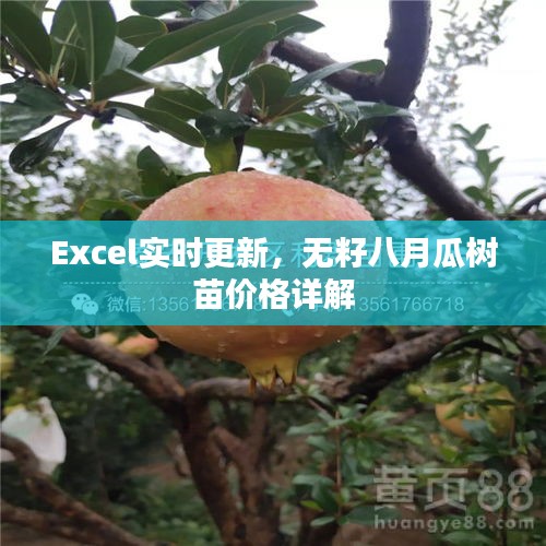 Excel实时更新,无籽八月瓜树苗价格详解