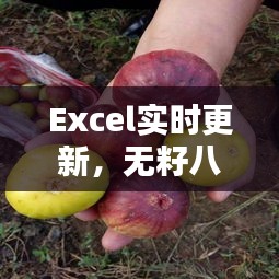 Excel实时更新,无籽八月瓜树苗价格详解
