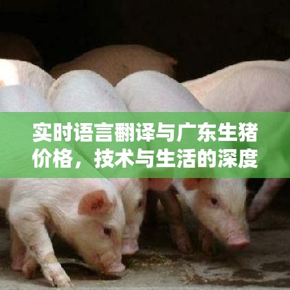 实时语言翻译与广东生猪价格,技术与生活的深度对话
