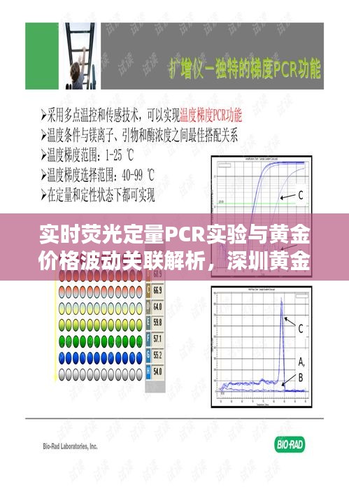 实时荧光定量PCR实验与黄金价格波动关联解析,深圳黄金今日价格探讨