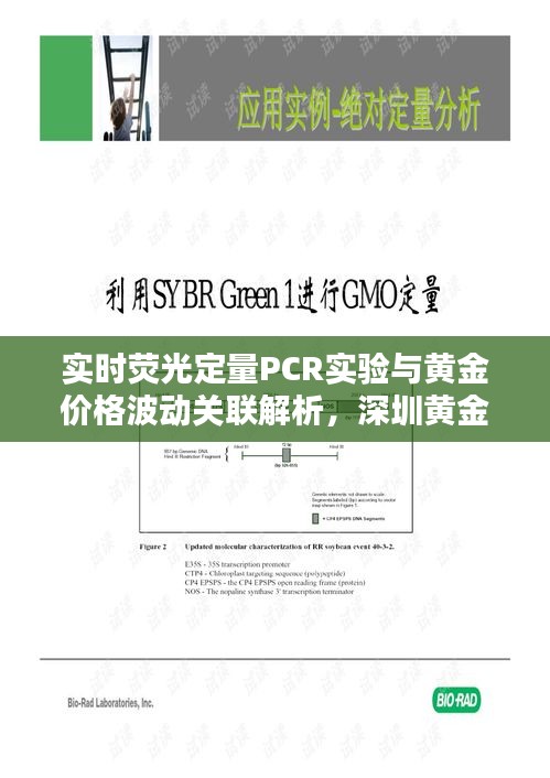 实时荧光定量PCR实验与黄金价格波动关联解析,深圳黄金今日价格探讨